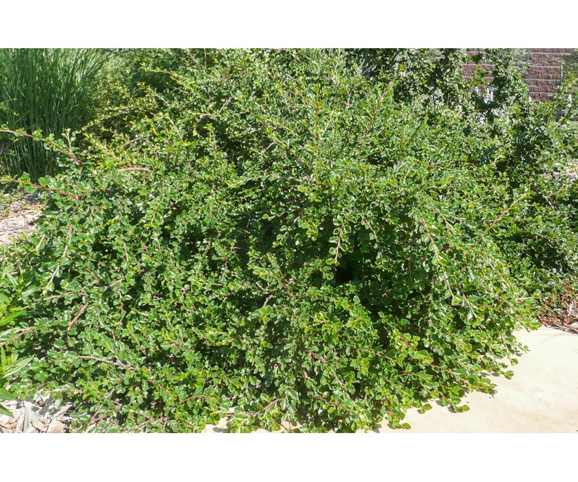 Cranberry Cotoneaster